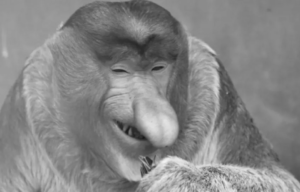 Opowieść o Januszu biznesu , co na obcego robił nie będzie - nosacz